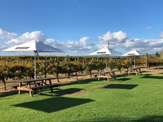 Winery-Umbrellas